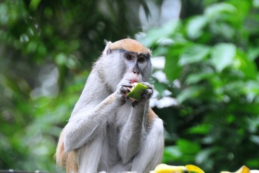 Những hình ảnh về Khỉ