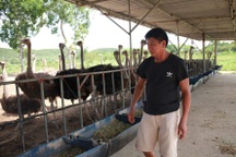 Nuôi chim “khủng”, lão nông xứ Nghệ kiếm bộn tiền