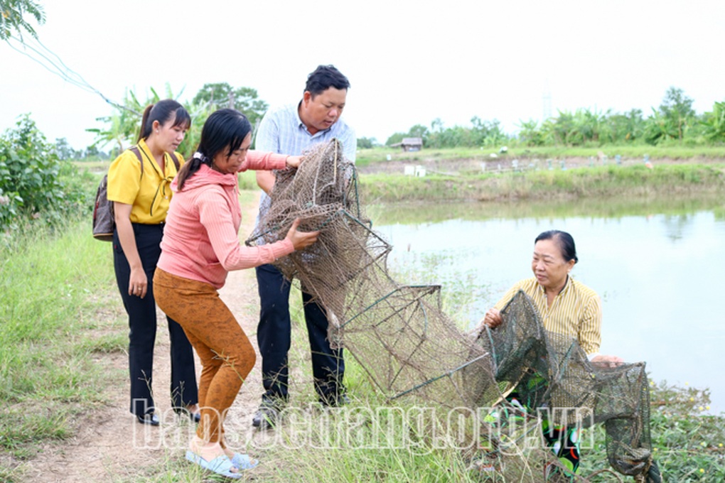 Nuôi cua kiểu gì mà bẫy lên toàn con to bự, bán 300.000 đồng/kg? - 2 Nuôi cua kiểu gì mà bẫy lên toàn con to bự, bán 300.000 đồng/kg? - 2