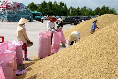 Giá lúa gạo “sốt” từng ngày
