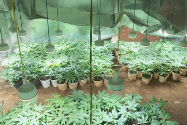 Trang bị đèn led, quạt mát để trồng cần sa… cho gà ăn