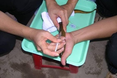 Bàn thêm về “nghi án” sử dụng thuốc tránh thai trong nuôi lươn ở Nghệ An