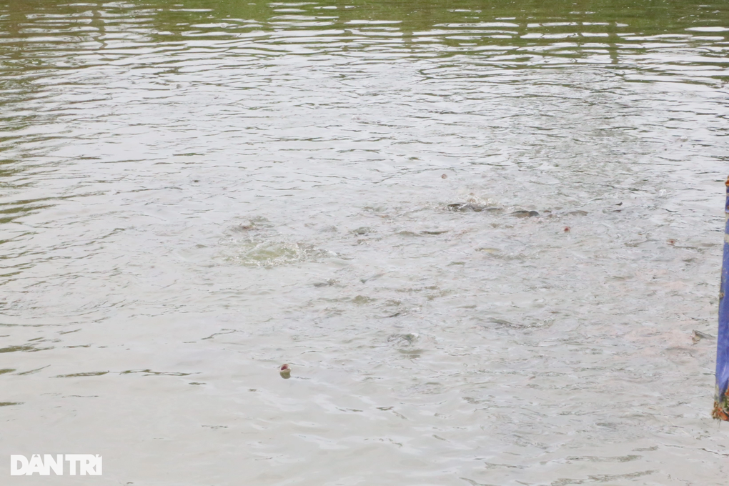 Nuôi loài cá háu ăn, anh nông dân thu lãi lớn - 2 Nuôi loài cá háu ăn, anh nông dân thu lãi lớn - 2