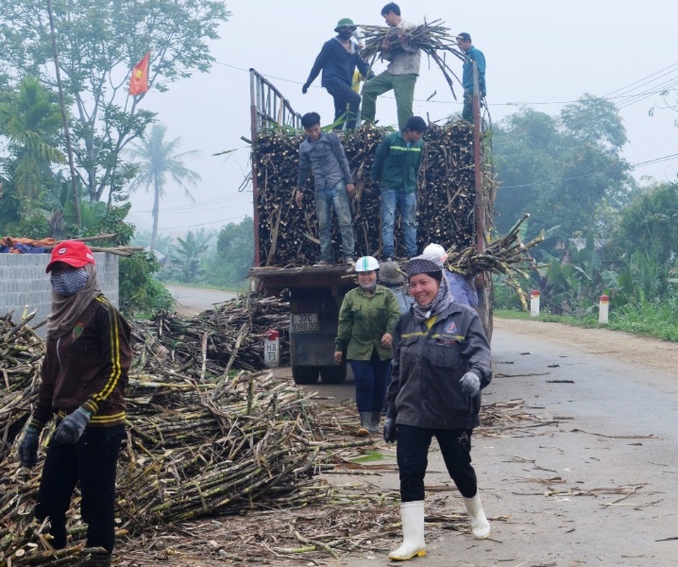 Về Tân Kỳ xem nghề ép cây mía đẻ... ra tiền - 1 Về Tân Kỳ xem nghề ép cây mía đẻ... ra tiền - 1
