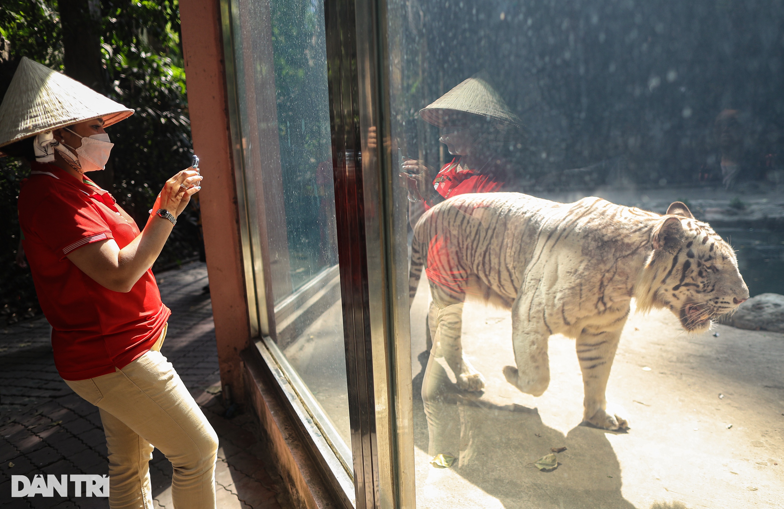 Hổ trắng 300kg kéo co với du khách trong Thảo Cầm Viên mùng 1 Tết - 1