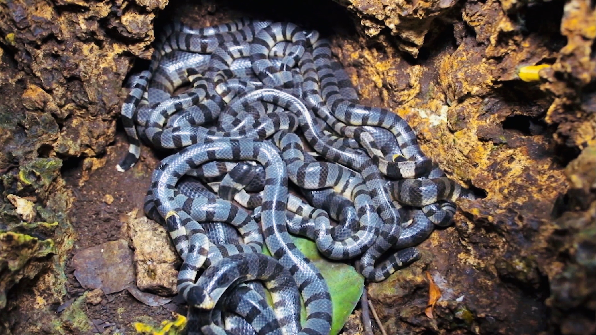 Giải mã "ổ rắn cực độc" xuất hiện trên đảo Phú Quý