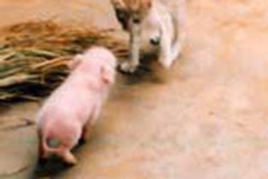 Phát hiện một con lợn dài chỉ…22cm