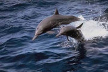 Cá heo xuất hiện tại vịnh Bái Tử Long