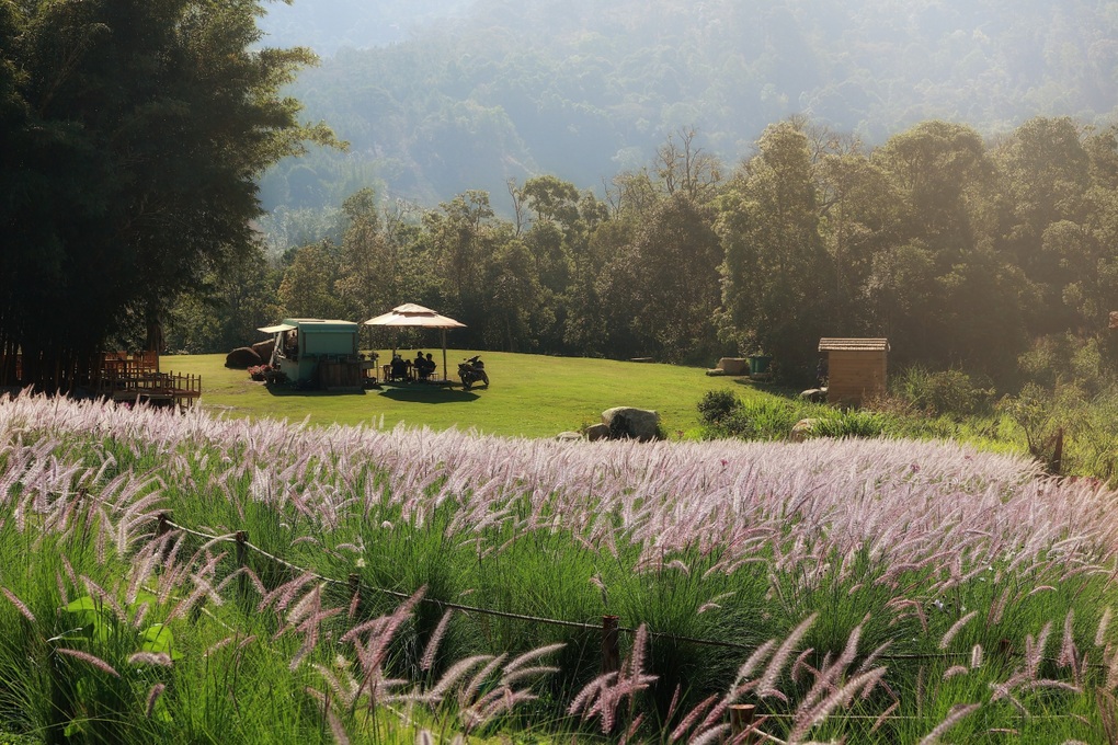 Ngắm vườn hoa được giới trẻ săn lùng tại Đà Lạt - 4