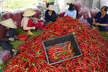 Nông dân Bình Định "khóc ròng" vì giá ớt tuột tận đáy