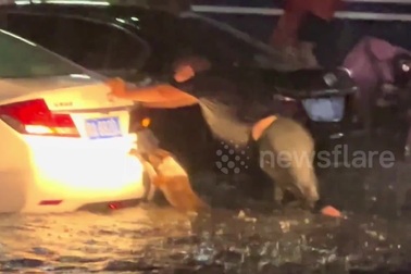 Chó giúp chủ đẩy xe qua đoạn đường ngập nước