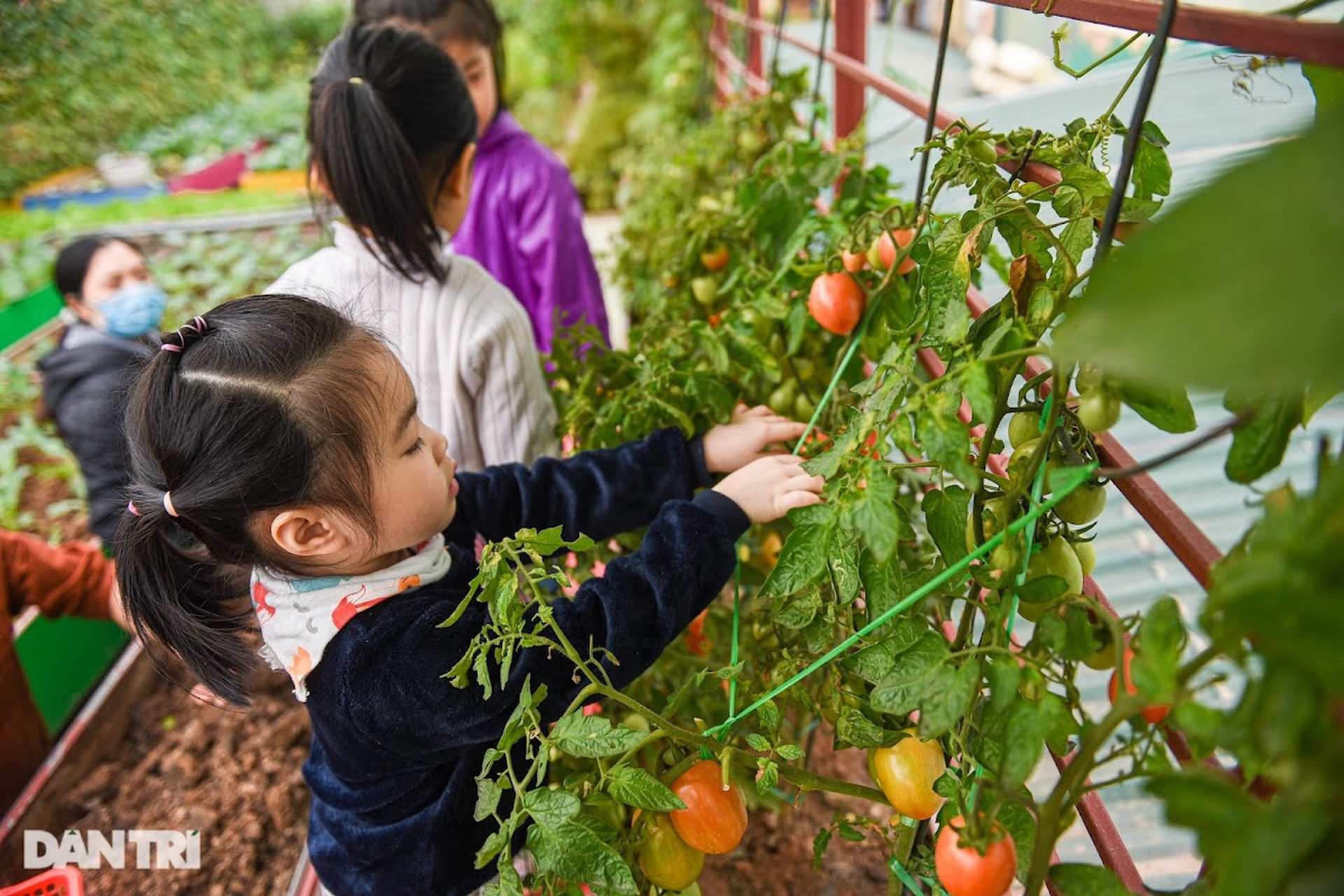 Ông bố ở Hà Nội chi 200 triệu đồng mang 10 tấn đất làm vườn sân thượng - 10 Ông bố ở Hà Nội chi 200 triệu đồng mang 10 tấn đất làm vườn sân thượng - 10