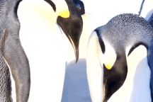 Hàng nghìn chim cánh cụt con cùng bố suốt 4 tháng chờ mẹ mang thức ăn về