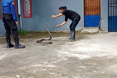 Tay không bắt rắn hổ chúa dài 2,6m