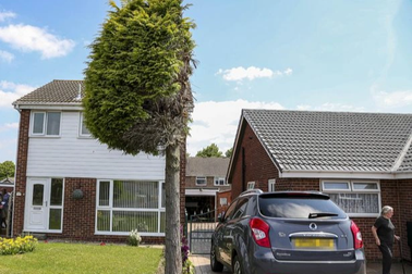 Cây linh sam có hình dáng độc lạ vì mâu thuẫn của hàng xóm