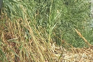 Tạm giữ nghi phạm giết người cướp vàng, giấu xác vào bãi sậy