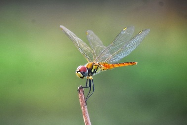 Bất ngờ về loài ăn thịt đáng gờm nhất trong tự nhiên