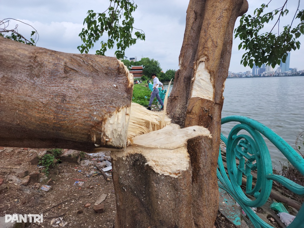 Công an truy tìm người phá hoại cây cô đơn ở Hồ Tây - 4 Công an truy tìm người phá hoại cây cô đơn ở Hồ Tây - 4