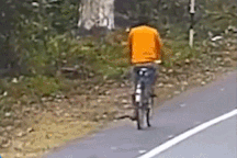 Thế giới động vật: Báo hoa mai bất ngờ lao ra đường tấn công người