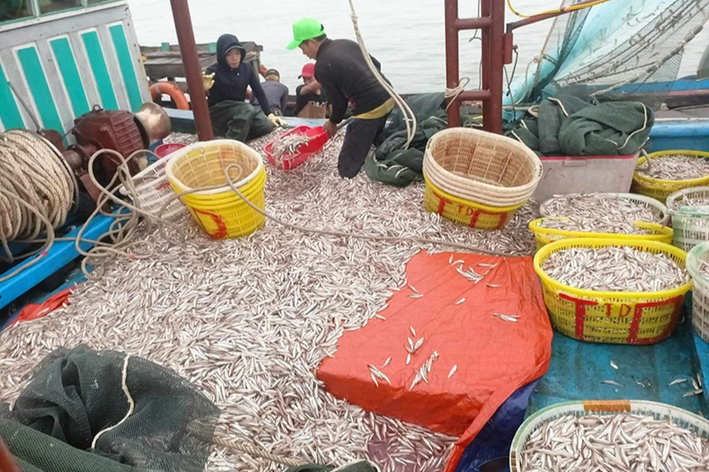 Trúng 6 tấn cá cơm, ngư dân thu 150 triệu đồng sau một đêm ra khơi - 1
