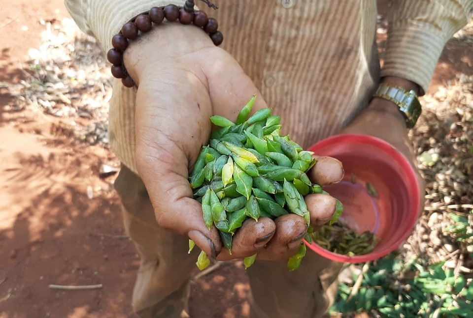 Kiếm tiền triệu/ngày giữa rừng Tây Nguyên từ việc..“vạch lá tìm sâu” - 6 Kiếm tiền triệu/ngày giữa rừng Tây Nguyên từ việc..“vạch lá tìm sâu” - 6