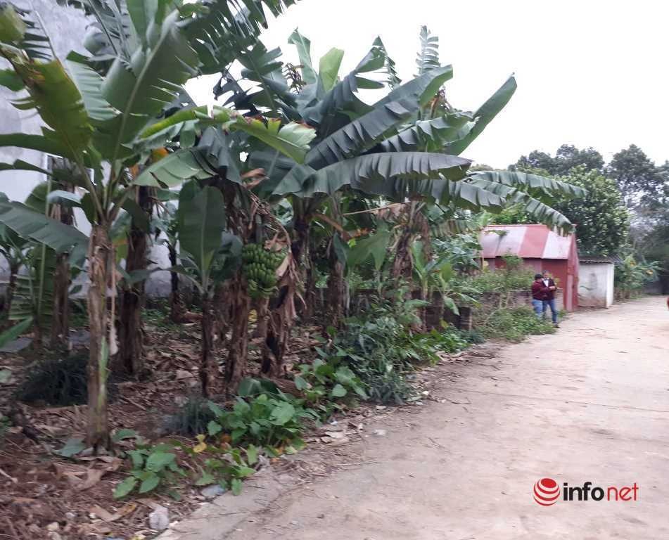 Cò đất lướt cọc tạo sóng - 2