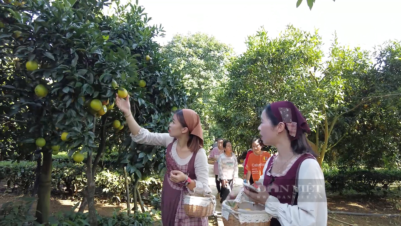 Trồng cam rốn lồi độc, lạ, anh nông dân có cơ ngơi tiền tỷ - 3 Trồng cam rốn lồi độc, lạ, anh nông dân có cơ ngơi tiền tỷ - 3
