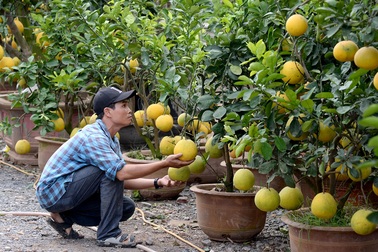 Bưởi Diễn hàng chục triệu “chào sân” Sài Gòn dịp tết