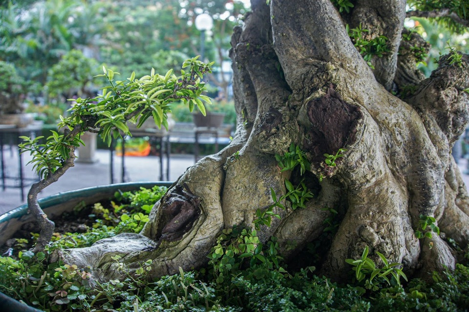 Ngắm cây mai chiếu thủy trăm tuổi, đại gia có tiền cũng không thể sở hữu - 7 Ngắm cây mai chiếu thủy trăm tuổi, đại gia có tiền cũng không thể sở hữu - 7