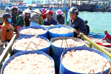 Phú Yên: Trúng ruốc biển, ngư dân bỏ túi tiền triệu mỗi ngày