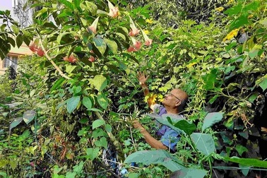 Kỹ sư về hưu tạo "rừng rậm" bao trọn ngôi nhà, nắng nóng… không cần quạt