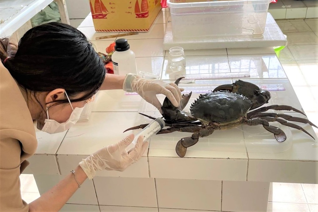 Con cua lớn nhất Cà Mau được tặng cho đơn vị nghiên cứu để lưu giữ tiêu bản - 3 Con cua lớn nhất Cà Mau được tặng cho đơn vị nghiên cứu để lưu giữ tiêu bản - 3