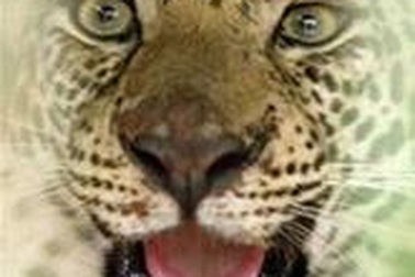 73 tuổi, hạ báo bằng tay không