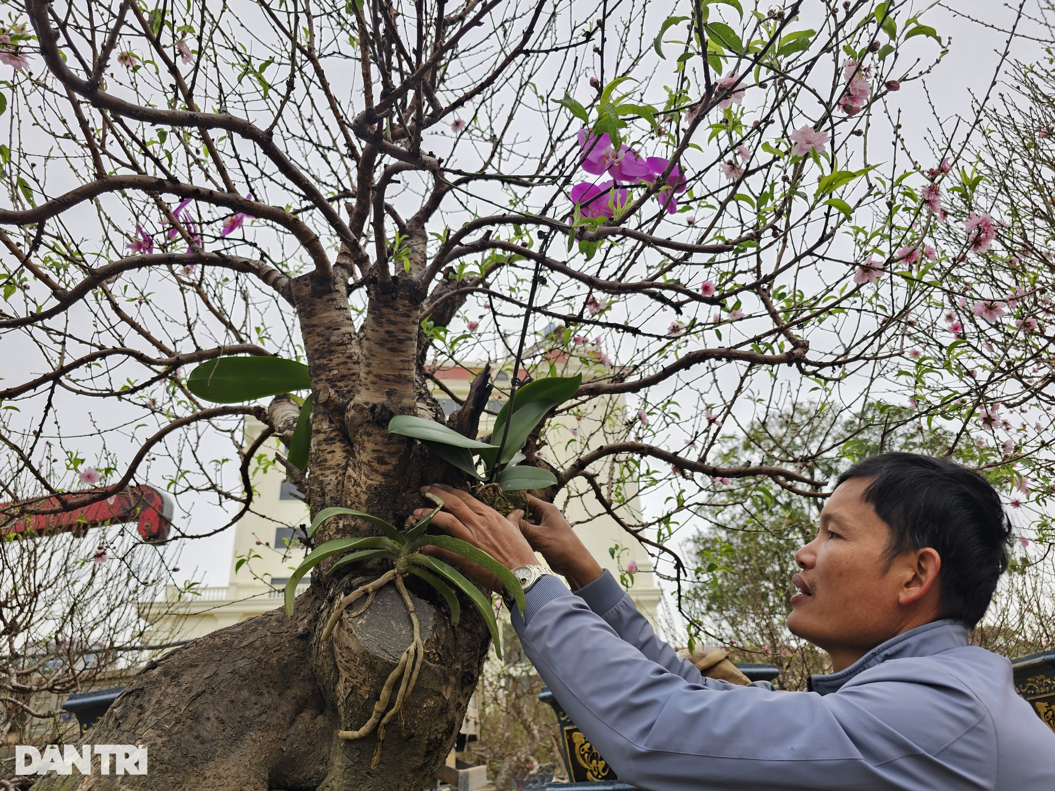 Đào cổ hơn 100 năm tuổi đổ bộ thành Vinh - 7