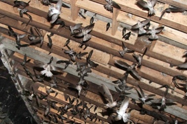 Cấm nuôi chim yến trong nội thành để phòng cúm