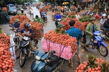 Gần 17 tấn vải thiều đầu tiên đã lên đường sang Úc