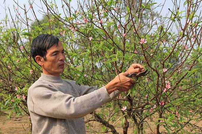 Sức sống mới ở làng đào Xuân Du