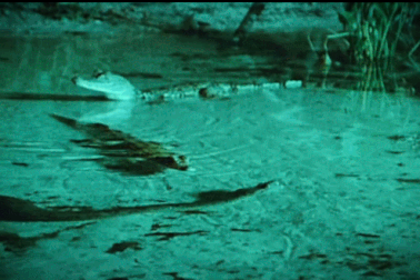 Kinh hoàng cảnh rắn lớn châu Mỹ “săn” và nuốt sống cá sâu