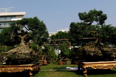 Chiêm ngưỡng cặp sanh hình kim quy cõng rồng “hét” giá 4 tỷ đồng ở Sài Gòn