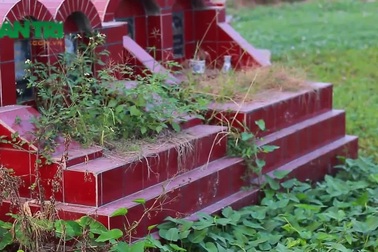 "Rau muống nghĩa địa" ở Thủ đô