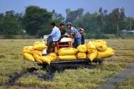 Bán gạo giá cao cho Mỹ, châu Âu, nông dân làm chủ những cánh đồng triệu đô