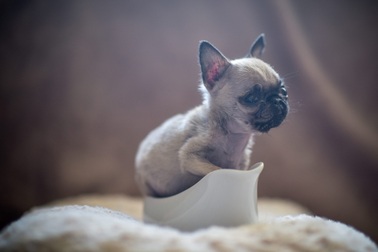 Gặp chú chó tí hon Pip