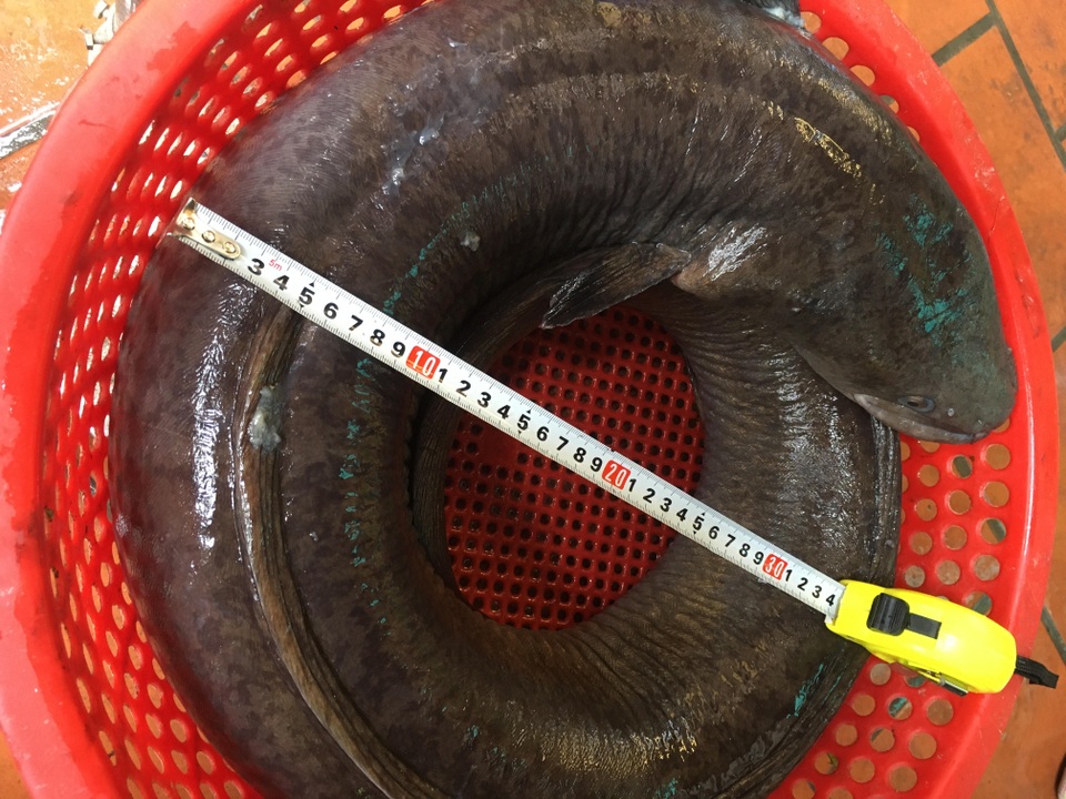 Chi hàng chục triệu đồng đưa cá lệch “khủng” nặng 15kg từ Nghệ An ra Hà Nội - 1 Chi hàng chục triệu đồng đưa cá lệch “khủng” nặng 15kg từ Nghệ An ra Hà Nội - 1