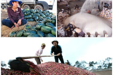 Nông sản rớt giá thê thảm: Nông dân, thương nhân…cùng khóc!