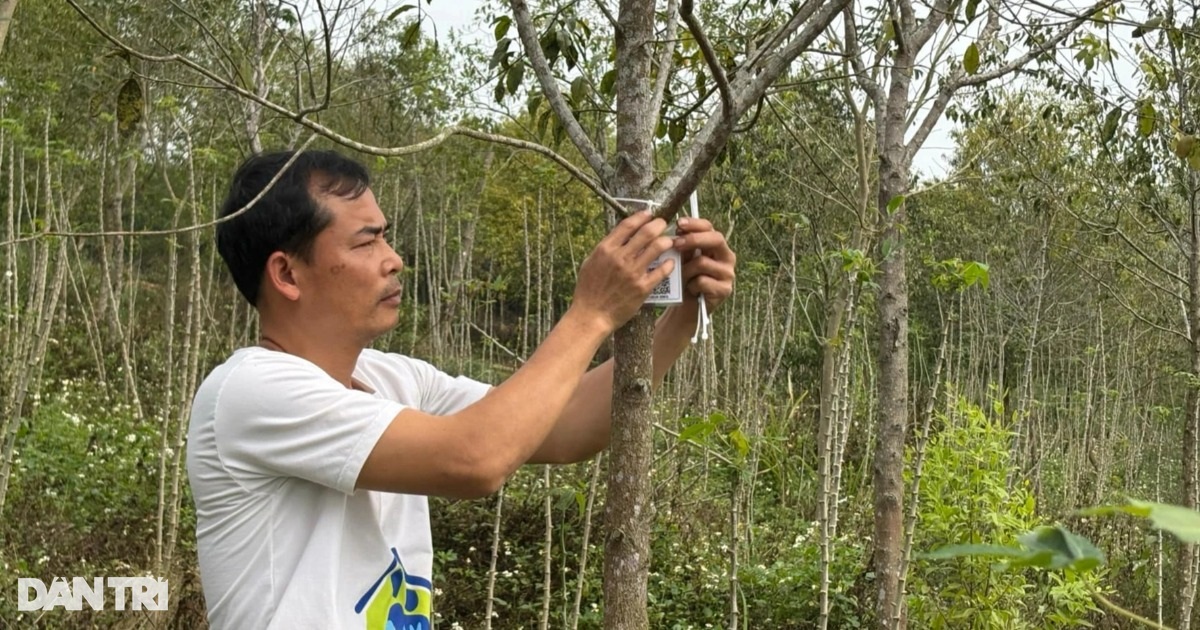 "Vàng xanh" trên vùng đất đỏ mang lại lợi ích kép