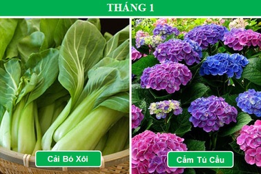 Trồng cây gì vào tháng nào để mang lại hiệu quả cao nhất (Phần 1)