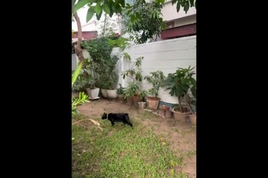 Hy hữu tình huống mèo liên tục bị chim lao vào tấn công