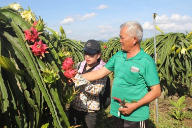 Lão nông “chân đất” kiếm tiền tỷ nhờ thanh long ruột đỏ