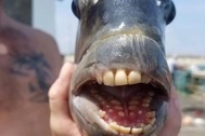 "Sởn gai ốc" với con cá kỳ dị có hàm răng giống người