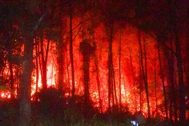 Xác định "thủ phạm" gây ra vụ cháy rừng thông già gần lăng vua Khải Định